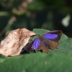 ムラサキツバメ♀
