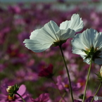 秋桜5