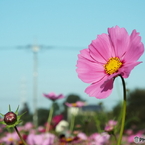 秋桜6