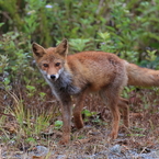 若ギツネとの出会い