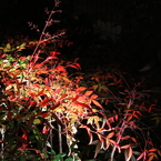 今夜、艶やかに