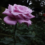 薔薇7
