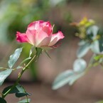 鶴舞秋薔薇２