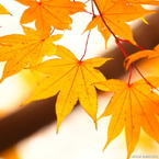 Maple image