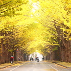 北海道大学北十三条門銀杏並木