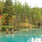 青い池の紅葉