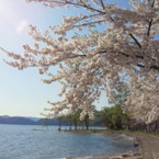湖畔の桜