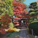 中院・紅葉1