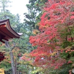 紅葉　1