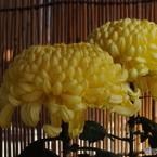 菊花展6