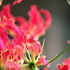 華　　麗