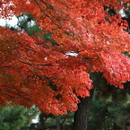 紅（くれない）建仁寺