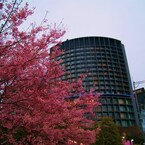 桜いま咲きほこる
