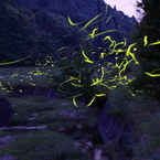 豊田のホタル１