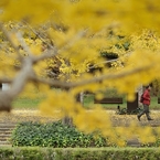 autumn for tokyoites