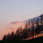 夕焼けと防風林