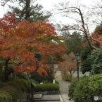 紅葉の能仁寺15