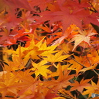 紅葉の能仁寺16