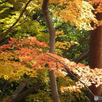 秋の殿ヶ谷戸庭園15