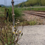 路傍の花