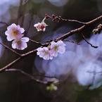 冬の桜