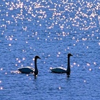 swan