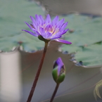 熱帯睡蓮－ティナ