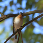 ニシオジロビタキ