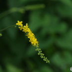 夏の忘れ物‐金水引