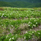 谷川連峰に咲く花々４