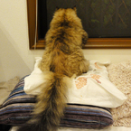 FukuChan_sam_2013