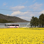 菜の花畑とバスと青空