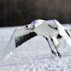 Go Flight !!