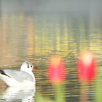 上野公園・噴水広場17