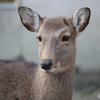 安城公園のシカ