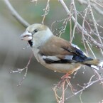シメ♀
