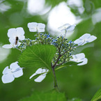 季節の花