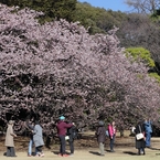 花に群がる