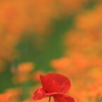 異色の花