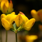 庭の花々