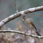 ルリビタキ（♀型）