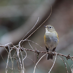 ルリビタキ（♀型）