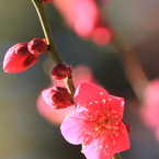 梅の花（紅千鳥）