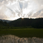 田んぼと夕日