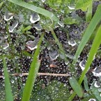雨上がりのくもの巣