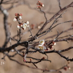 梅花６： 梅が枝（うめがえ）：写真歌
