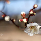 梅花７： 微香（写真歌）