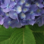 紫陽花