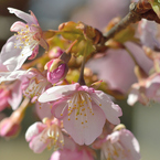 河津桜_代々木公園_06