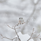 雪が降る降るシマエナガ